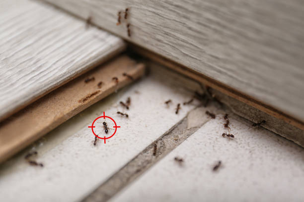 Best Cockroach Control Services  in Garnett, KS
