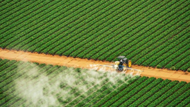 Best Ant Control Services  in Garnett, KS